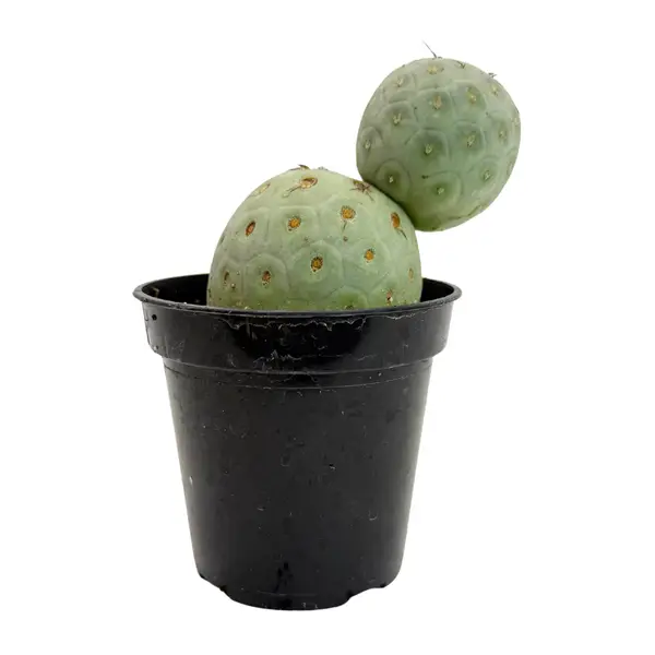 Snowman Cactus | 3.5 inch | Tephrocactus geometricus: 3.5 inch
