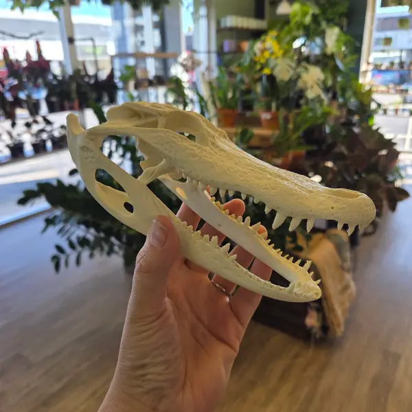 Alligator Head Replica