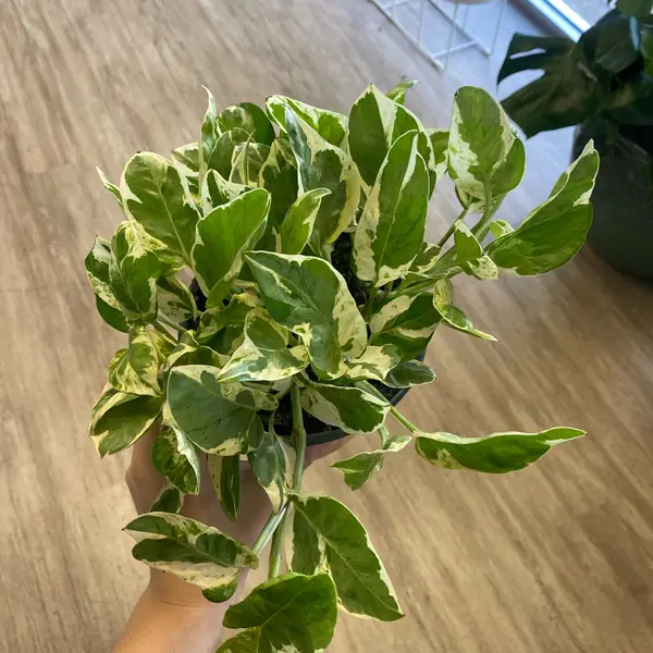 6" Pearls N Jade Pothos