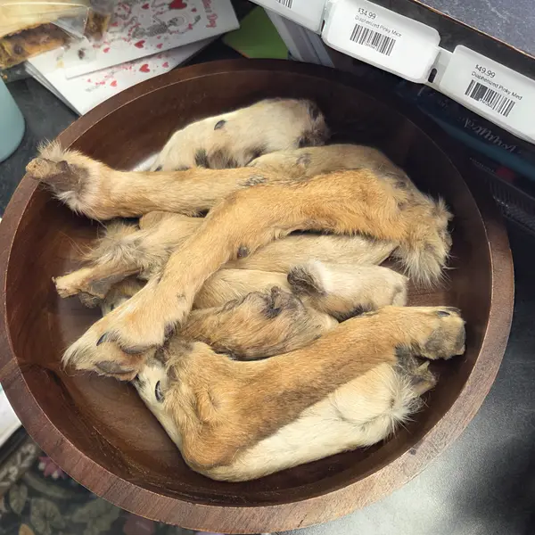 Coyote Legs