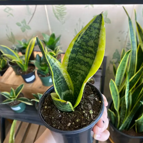 4" Sansevieria Superba