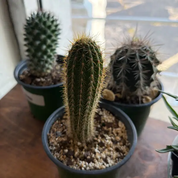 4" Cactus