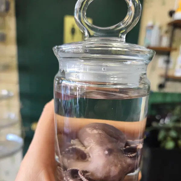 Octopus In Ring Jar
