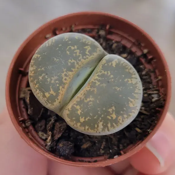 2" Lithops