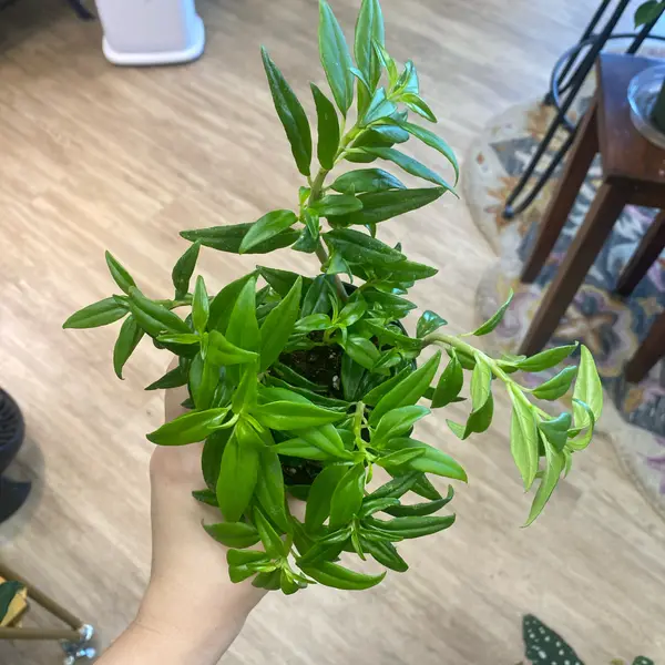 4" Goldfish Plant