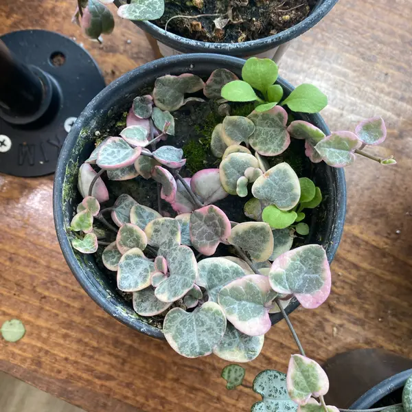 4" Variegated String Of Hearts