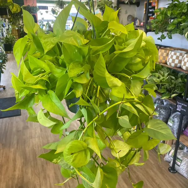 8" Hanging Basket Neon Pothos