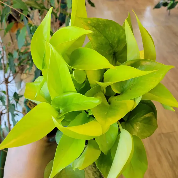 6" Neon Pothos