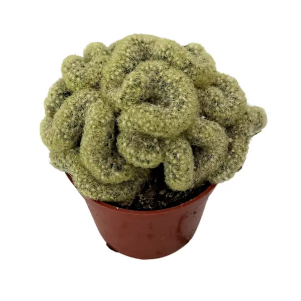 Crested Brain Cactus | 2.5 inch | Mammillaria elongata criststa: 2.5 inch