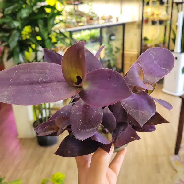 4" Purple Tradescantia 'Purple Queen'