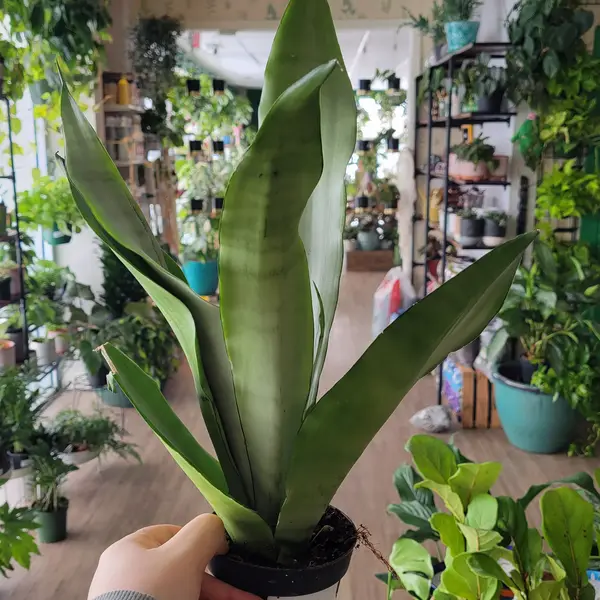 4" Sansevieria "Moonshine"