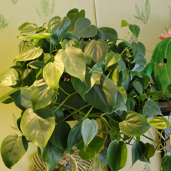 6" Philodendron 'Heartleaf'