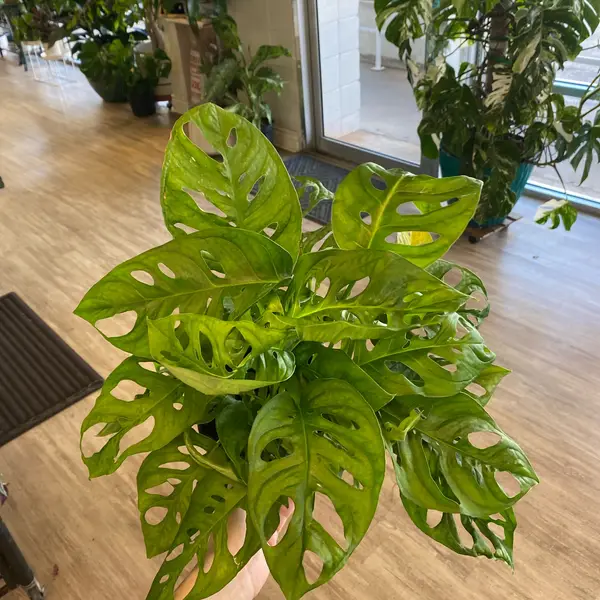 6" Monstera Adansonii