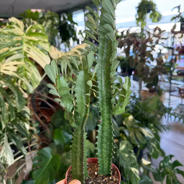 4" Euphorbia 'Trigona'
