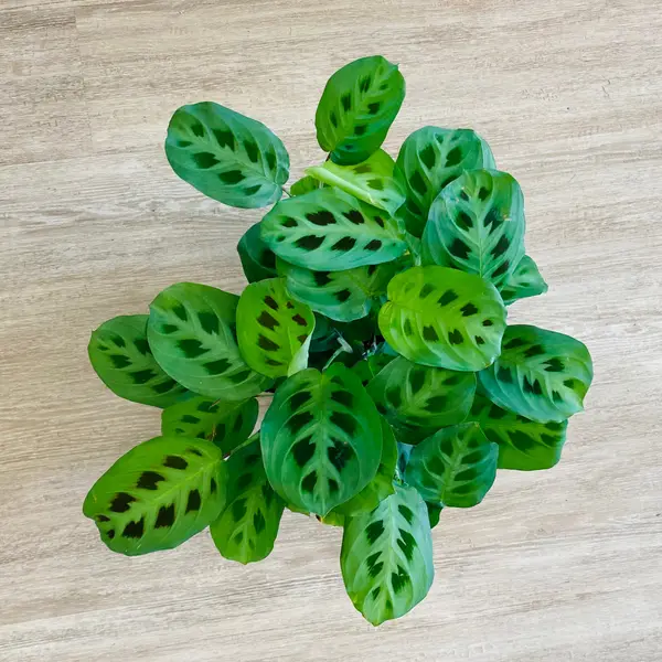 Maranta Leuconeura ‘Rabbit Tracks’ 6”