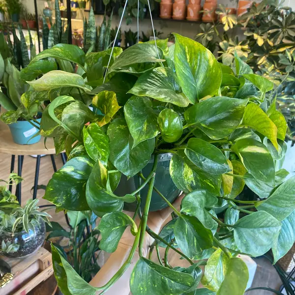 8" Golden Pothos Hb