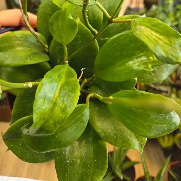 6" Hoya Quinquenervia