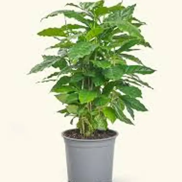 4" Coffee Plant