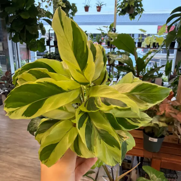4" Calathea " Yellow Fusion"