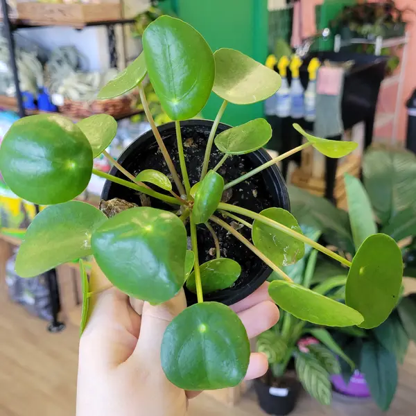 4" Pilea Peppermoides 🐾