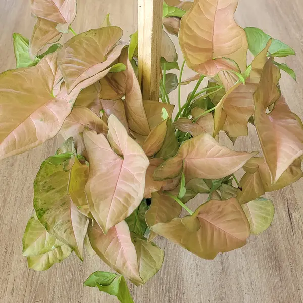 6" Pink Robusta Syngonium