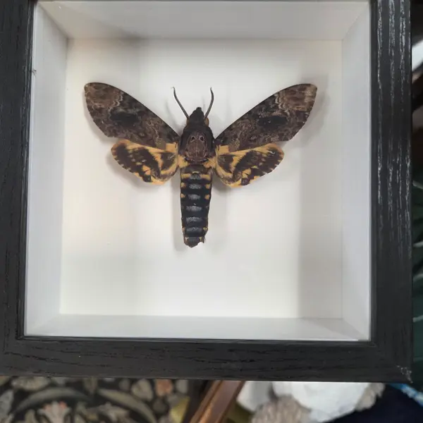Death Head Moth