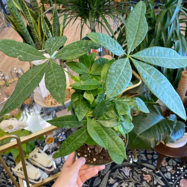 6" Pachira Aquatica 'Money Tree'