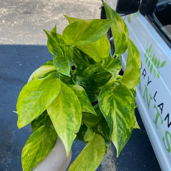 6" Pothos 'Sun Queen'