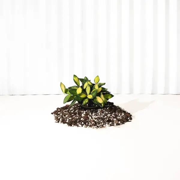 4" Hoya 'DS70' Variegated