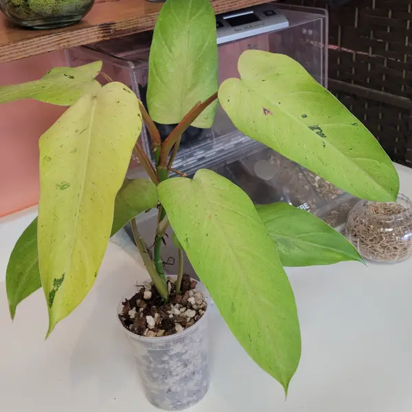 4" Philodendron 'Whipple Way'