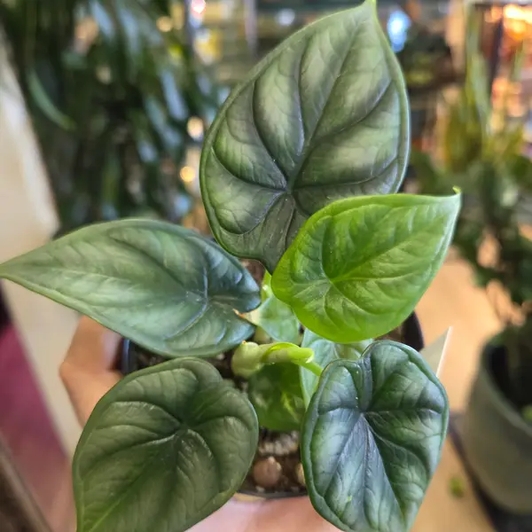 4" Alocasia 'Dragon Scale'