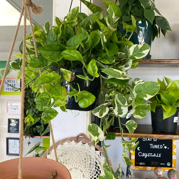 8" Hanging Basket Pothos 'Pearls N Jade'