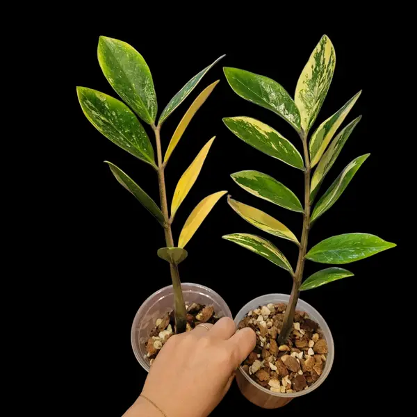Variegated Zz