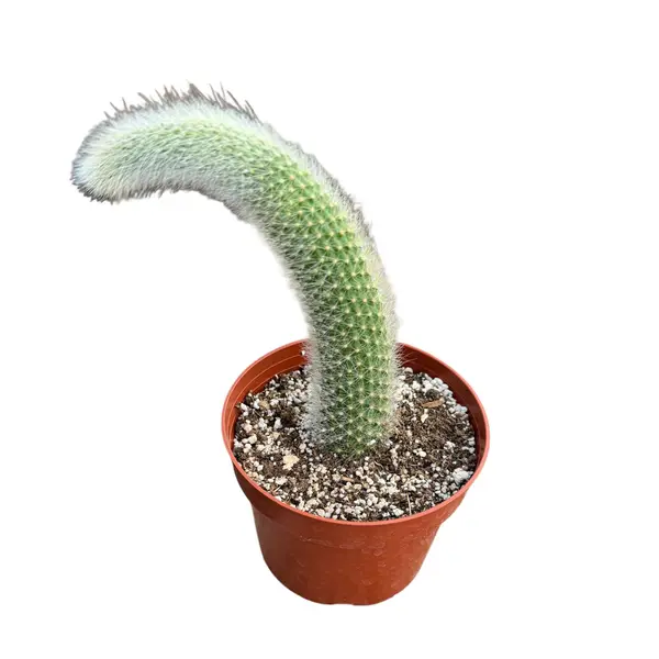 Monkey Tail Cactus | 4 inch | Cleistocactus colademononis: 4 inch
