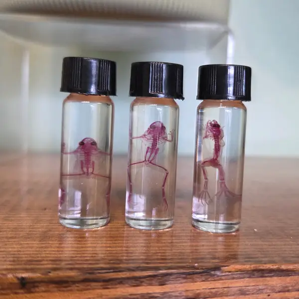 Diaphenized Frogs