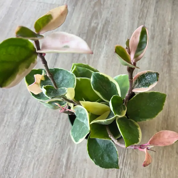 4" Hoya Queen