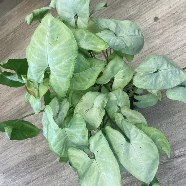 4" Syngonium Moonshine