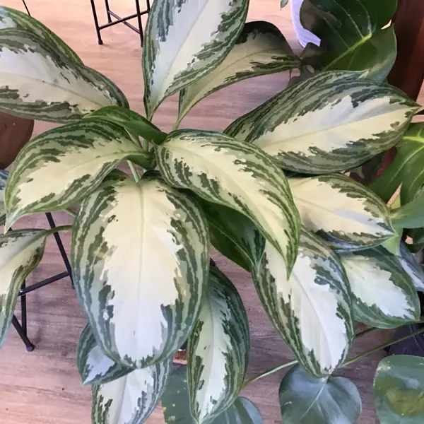 6" Algaonema 'Silver Bay'