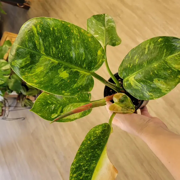 4" Philodendron Green Congo Nuclear