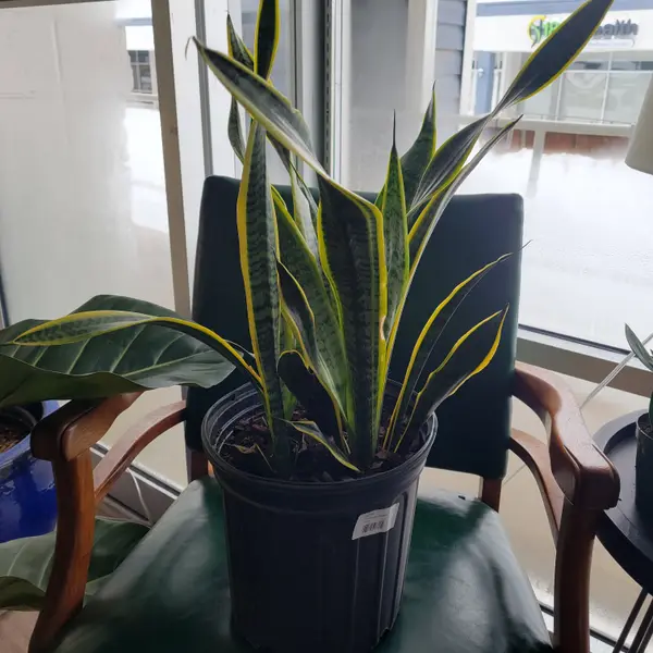 8" Sansevieria 'Laurentii'