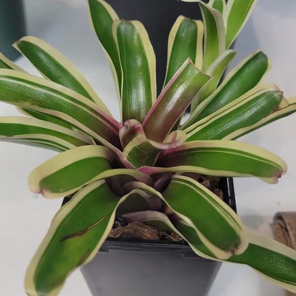 4" Bromeliad