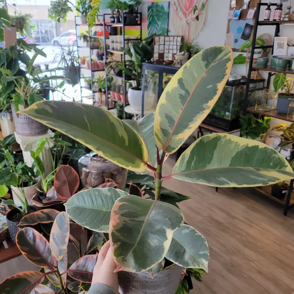 4" Ficus 'Tineke'