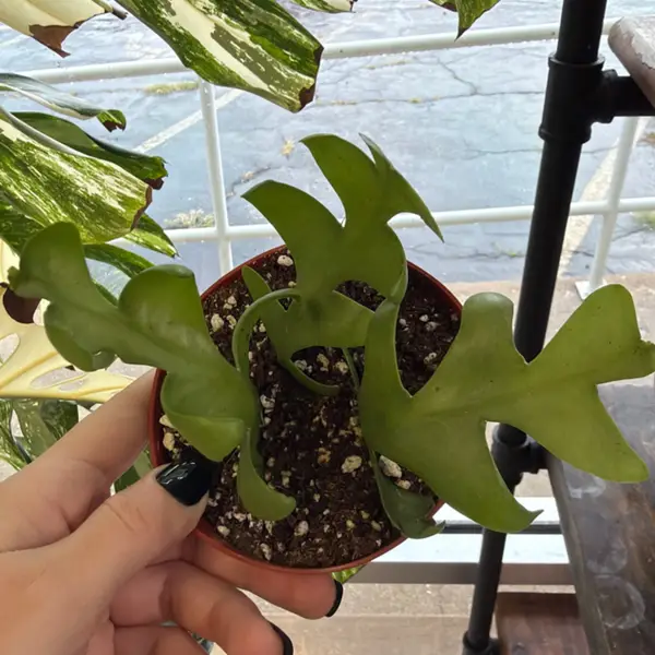 4" Cactus Epiphyllum