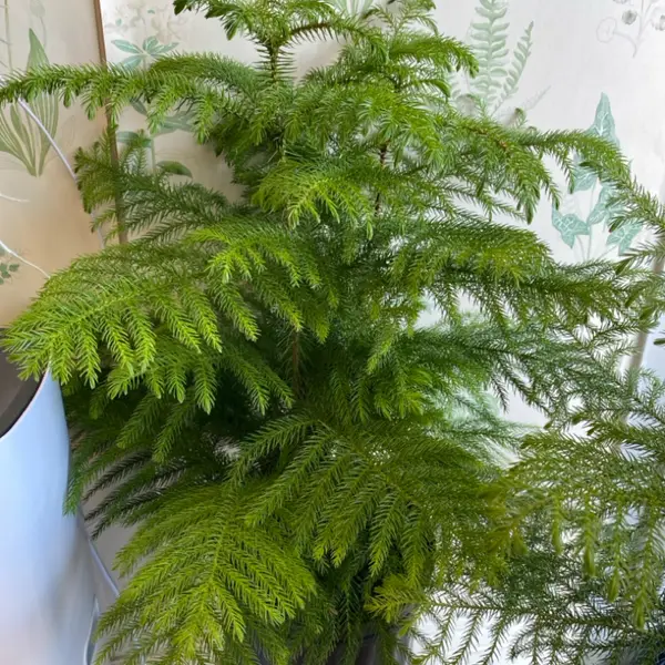 8" Norfolk Pine