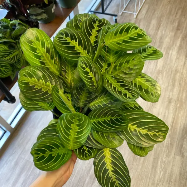 6" Maranta 'Lemon Lime'