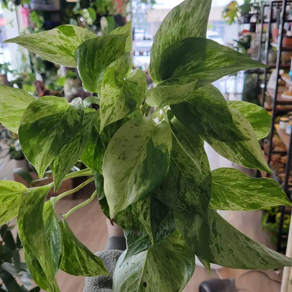 4" Marble Queen Pothos