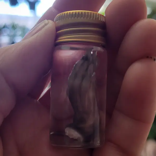 Hamster/Rat Paws