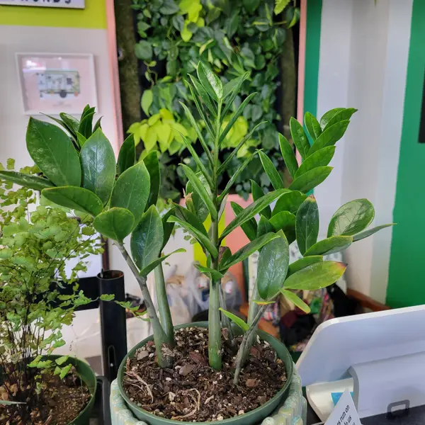 6" Zz Plant 'Zamacolcus Zamifolia