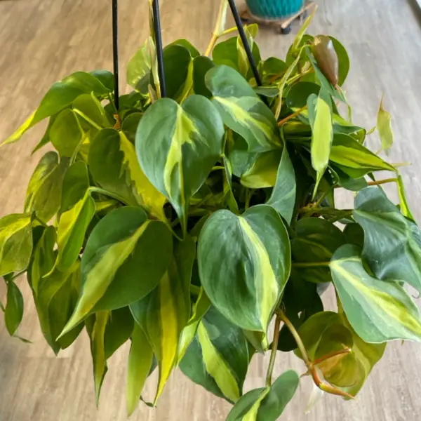 8" Brazil Philodendron Hb