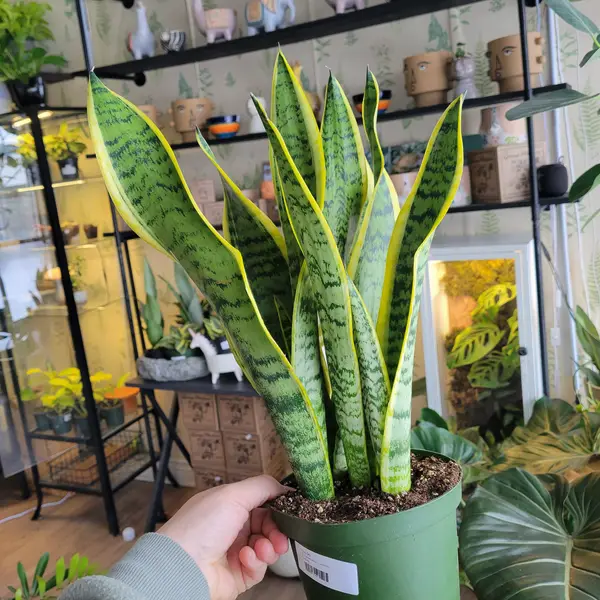 6" Sansevieria 'Laurentii'